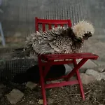 La Lupa E L'orso Berceto