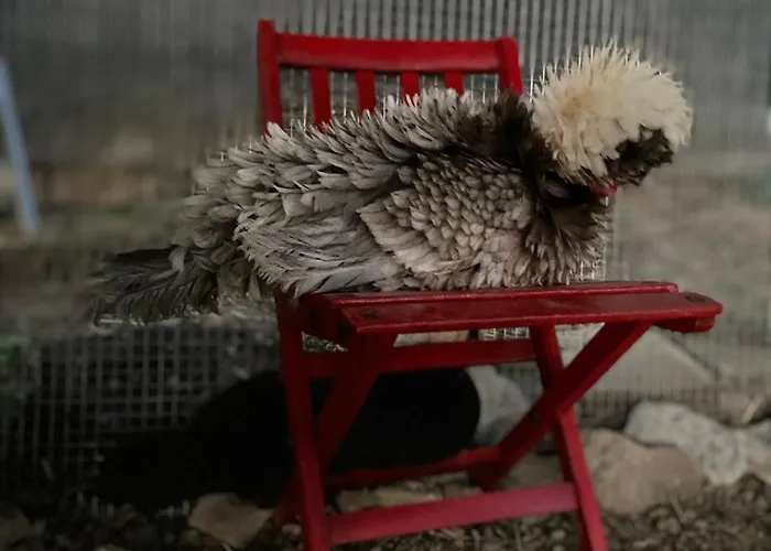 La Lupa E L'orso Берчето