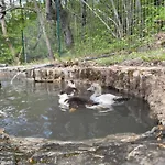 La Lupa E L'orso