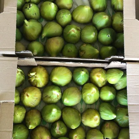 La Lupa E L'orso Panzió