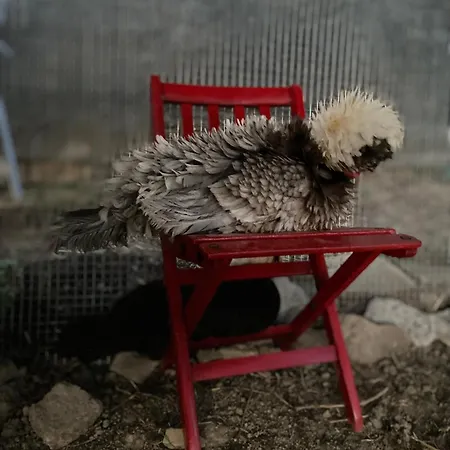 La Lupa E L'orso Berceto