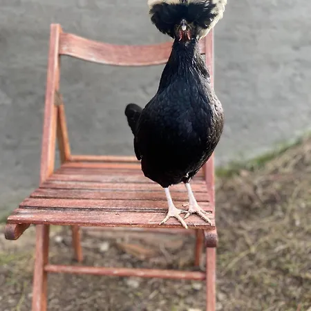 La Lupa E L'orso Bed and Breakfast 3*