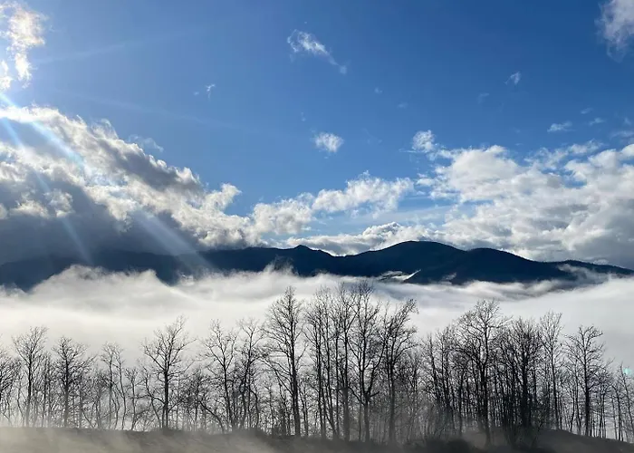 La Lupa E L'orso Berceto