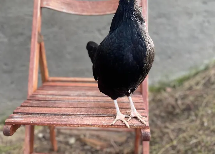 La Lupa E L'orso Frühstückspension 3*